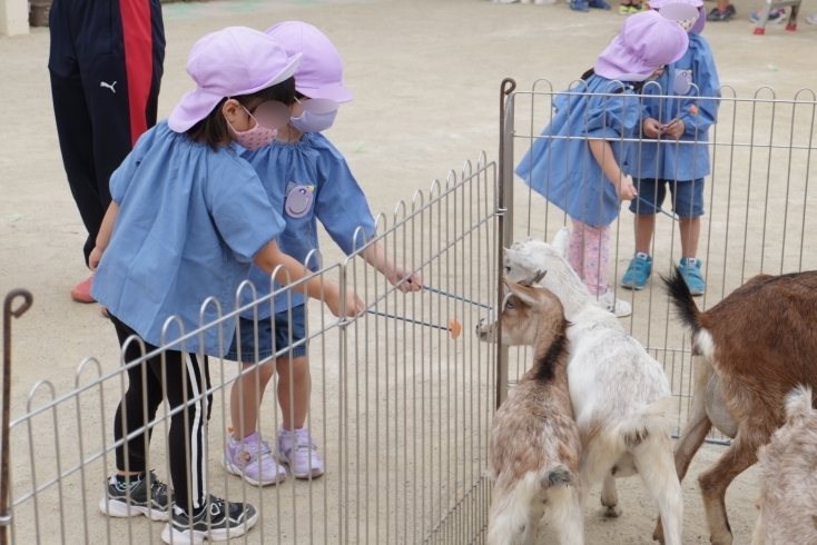 「一日動物園　　親子体操の予約は「空」があります。」