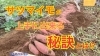 サツマイモの収穫作業 植え方 マルチ 堆肥 ワラ 無肥料 品種 タネのハシモト タネのハシモトのニュース なめがた日和 行方市