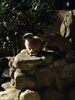 ミーアキャット「サプライズで夜の動物園！(^O^)」