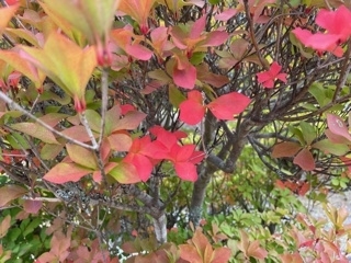ﾄﾞｳﾀﾞﾝ少し赤くなっています「10月10日 10時の気温22℃ 曇り。秋の風が吹いています。御嶽山入山情報（R.3.10.13～）。ご確認ください【木曽 遊び 林鉄バイク E-MTB・MTBレンタル 王滝村】」