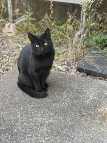 黒猫シリーズ「買取屋の猫ちゃんシリーズ2」