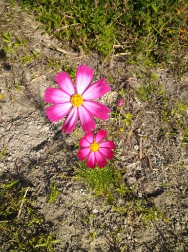 「かわいい秋桜が咲きました」