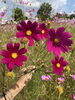 奇跡のパッションピンク。「ピンクvsグリーン！【まいぷれ・西京区・南区・編集部】」