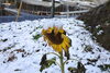 季節外れに一本だけ咲いたひまわりもしおれました。「地域の方に今年も立派な門松を作っていただきました。」