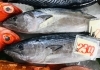 「魚魚市場鮮魚コーナーおすすめは「ハガツオ・天然ヒラス・天然ぶり」です♪」