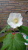 酔芙蓉「大切にしていたら咲きました」