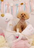 Happy　birthday　花ちゃん「Anniversary photo　(^O^)／」