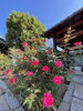 境内の開花が始まった秋バラです「秋バラの開花の様子です♪」
