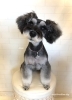 はじめましてのあんちゃん「はじめまして　(^-^)」