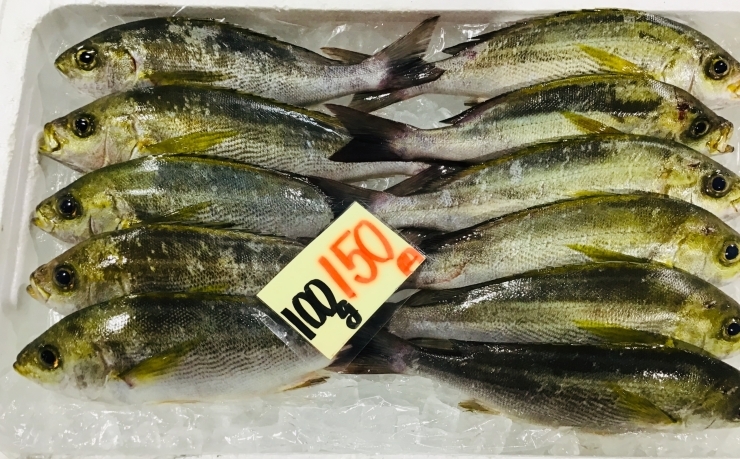 「魚魚市場鮮魚コーナーおすすめは「ヒラアジ・バーベキュー3点セット」です♪」