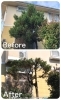 「川西市で半伐採と枝間引きをしました！」