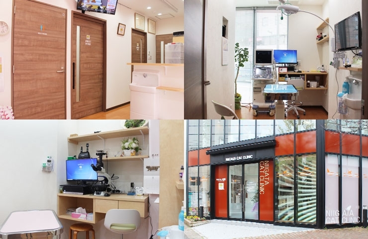 新潟 ねこの病院 新潟市のニューオープン店 まいぷれ 新潟市