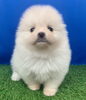 お耳が見えない位ふわふわな毛ですね(^▽^)「ふわふわもこもこ(^▽^)」