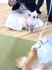 マットに乗るはずの…おもちちゃん　(笑)「ｋｏｎｉｗａｎ　^o^ 」