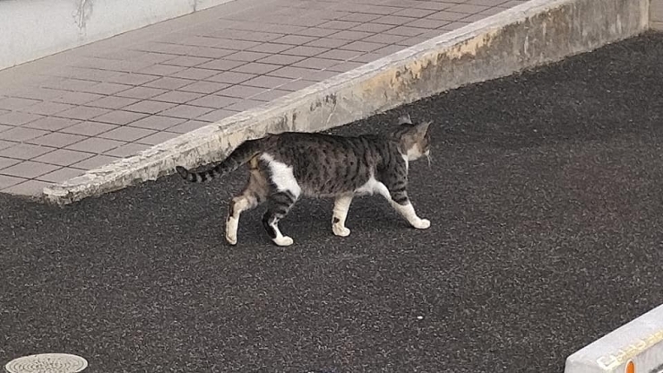 にゃんこさん「急に寒くなりました」