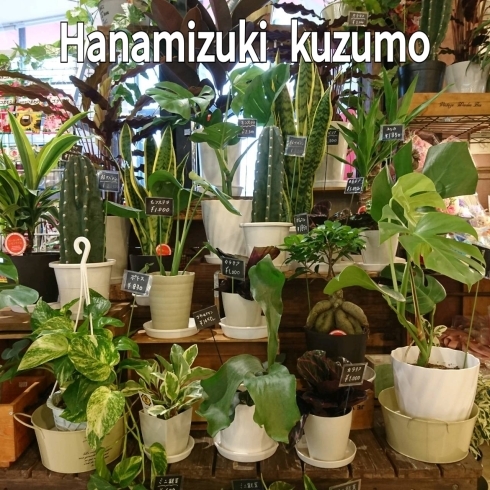 「観葉植物、サボテン入荷してます！」