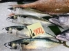 「魚魚市場鮮魚コーナーおすすめは「サバ・カツオ」です♪」
