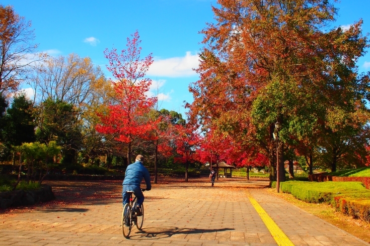 綺麗な紅葉を見ながら！「秋は絶好の行楽シーズン！紅葉を見ながらサイクリングはいかが？」
