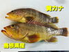 「○本日のお刺身○【島根県産】黄カナ、アカヒラ」