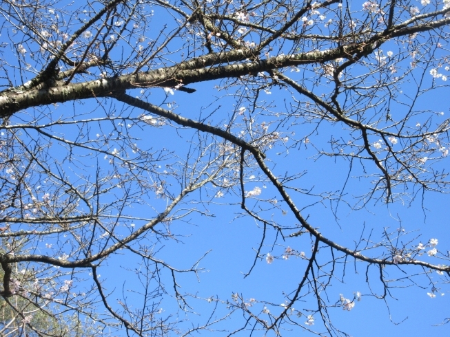 １０月桜「秋のキャンプ」