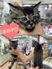 「里親募集のお知らせ〜里親さんが見つかりました〜」