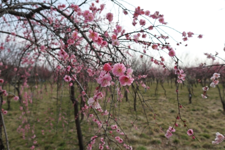 「長井市の梅林の梅が、そろそろ見ごろを迎えますよぉ❕」