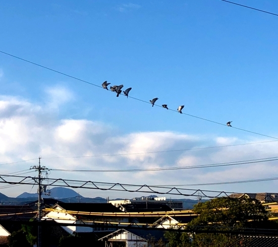 電線の上の鳥たち飛ぶと思いきやぶらぶらしてて可愛い「今日の言葉&一言メッセージ」