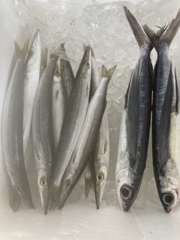 水カマスとトビウオ「鮮度抜群の魚！(鮮度抜群の魚、お刺身焼き魚なら宅配型バーベQ310)」