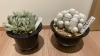 「テイクアウト専門店の多肉植物。」