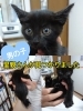「里親募集のおしらせ〜里親さんが見つかりました〜」