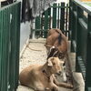 住まいの困り事、お任せ下さい❗️今回は、ヤギさんの住まいの困り事ヤギさんの想いをカタチに施工させて頂き完成❗️