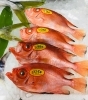 「魚魚市場鮮魚コーナーおすすめは「チカメキントキ・カマス」です♪」