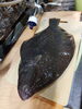 マツカワガレイ「マツカワガレイ」
