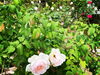 「境内のバラが少しずつ開花してきました！」