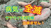 「【サツマイモ基腐病】病気にかかったサツマイモは何処まで収穫出来るか？　タネのハシモト」