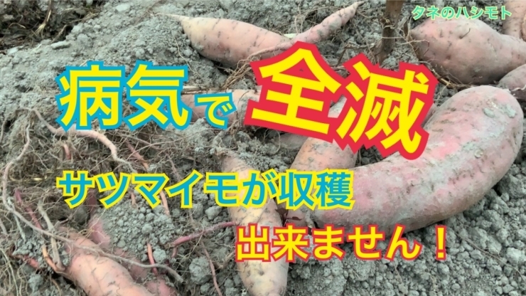 「【サツマイモ基腐病】病気にかかったサツマイモは何処まで収穫出来るか？　タネのハシモト」