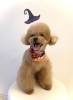 サランちゃん「 Ｈappy Halloween (^o^)」