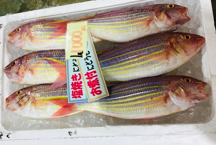 魚魚市場鮮魚コーナーおすすめは イトヨリ ヒラアジ です 魚魚の宿のニュース まいぷれ 佐世保