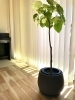 見てるだけで癒されます。「初心者にオススメ！ハートの葉っぱがかわいい【ウンベラータ】をgrowlabさんで発見！」