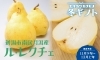 新潟市南区月潟産 「ル・レクチェ」予約開始しました | セキカワ