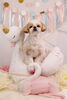 Happy birthday　くうちゃん「Anniversary photo　&　koniwanからのお知らせ　(*´ω｀*)」
