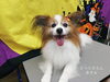 笑ってる「☆年末予約お忘れなく☆【上鳥羽　南区吉祥院　トリミング　ペットサロン　どっぐさろんあきゅ】」