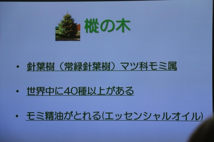 もみの木って針葉樹ってご存知でした？日本では販売されていないようですがエッセンシャルオイルもあります。