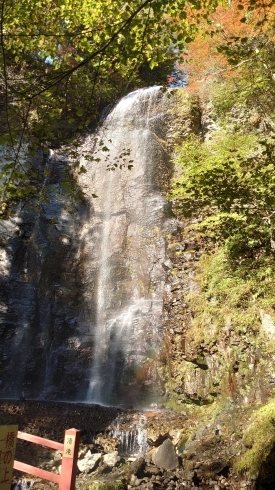 清滝「王滝の紅葉の様子をお伝えします。【遊び 木曽 ｱｸﾃｨﾋﾞﾃｨ― 王滝村 林鉄バイク E-MTB・MTBレンタル】」