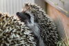 「ヨツユビハリネズミの赤ちゃんの一般公開を開始します!!」