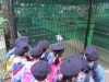 白鳥を観察する園児!「秋の遠足に行きました!」