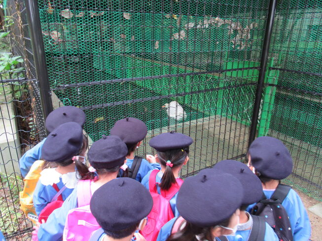 白鳥を観察する園児!「秋の遠足に行きました!」