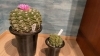 「テイクアウト専門店の多肉植物。」