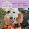 ハロウィン「苫小牧dogrun KENKENハロウィンイベント」