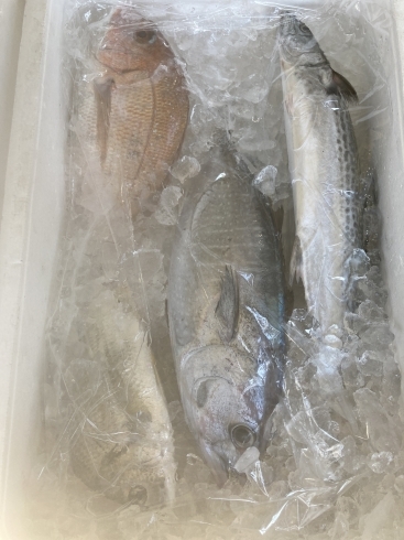 サゴシ、メジマグロ、真鯛、へ鯛「魚市やってます！(磯子区金沢区で、鮮度抜群の魚を買えるのは宅配型バーベQ310)」